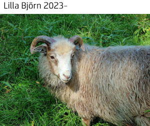 Lilla Björn 2024.jpg